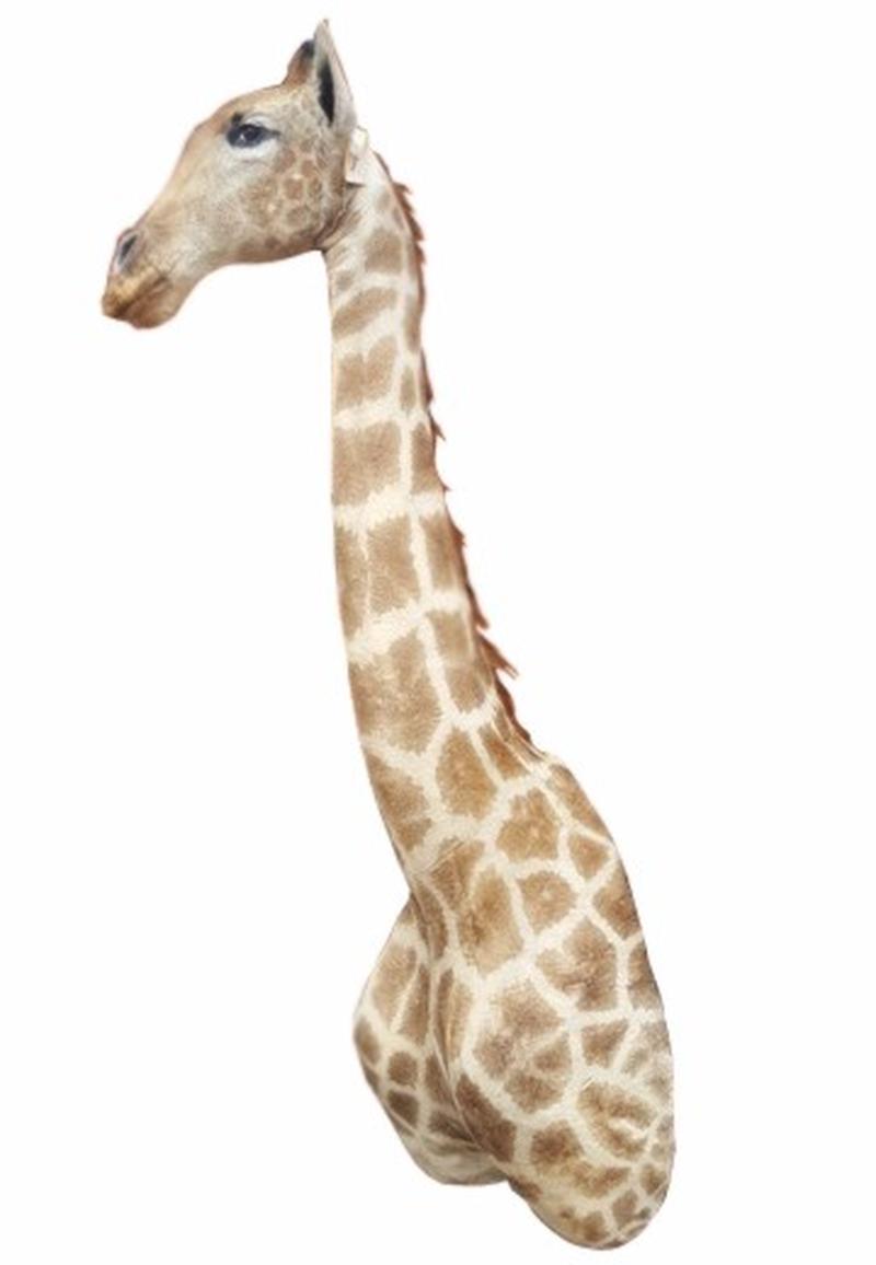 Giraffe Shoulder Mount - GSM05 - Image 8