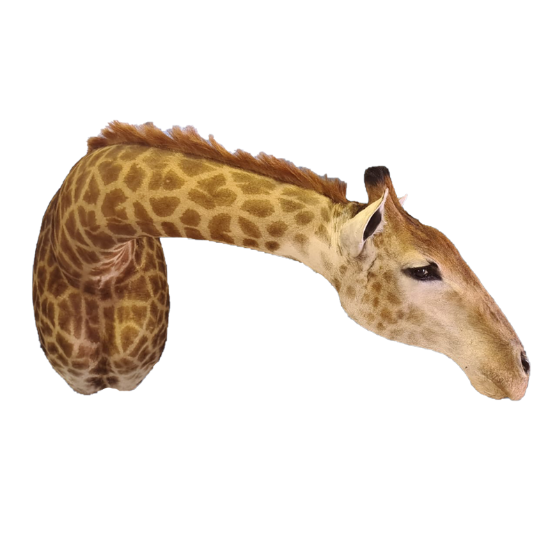 Giraffe Shoulder Mount - GSM100 - Image 2