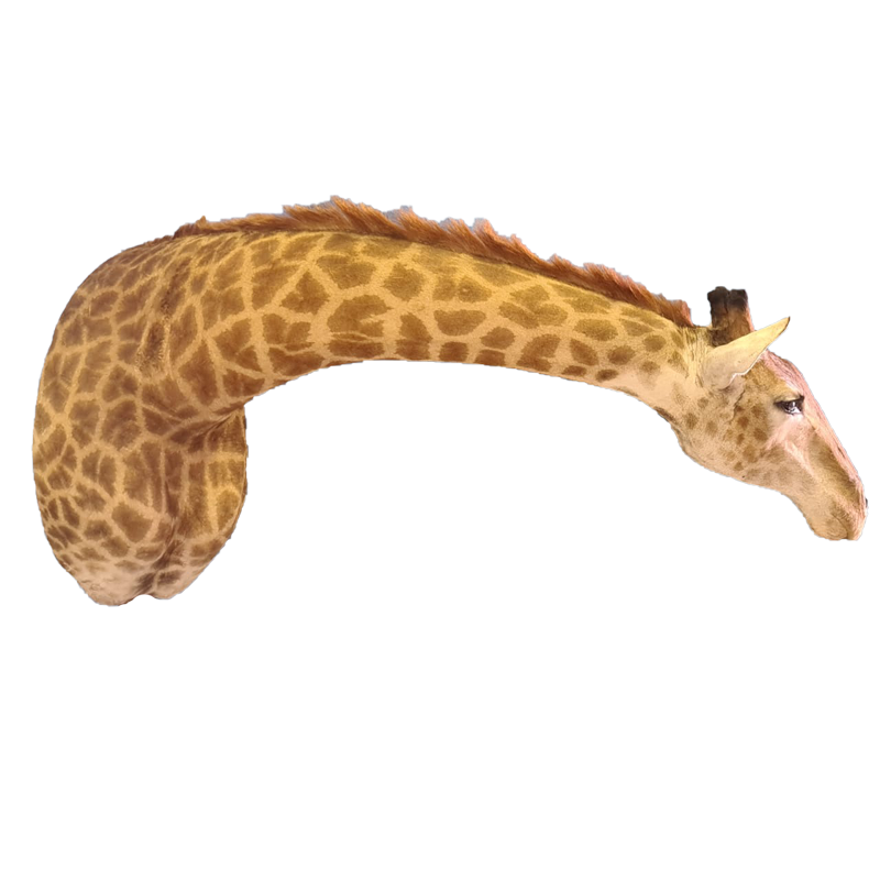 Giraffe Shoulder Mount - GSM100 - Image 3