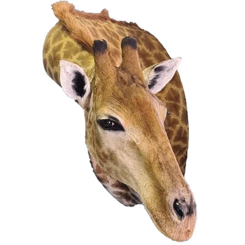Giraffe Shoulder Mount - GSM100 - Image 4