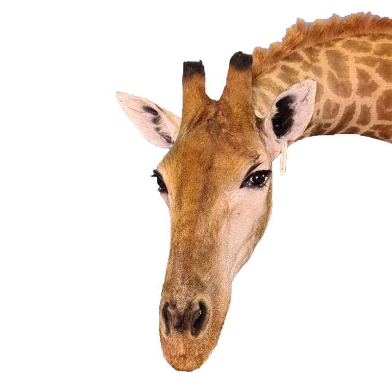 Giraffe Shoulder Mount - GSM100 - Image 5