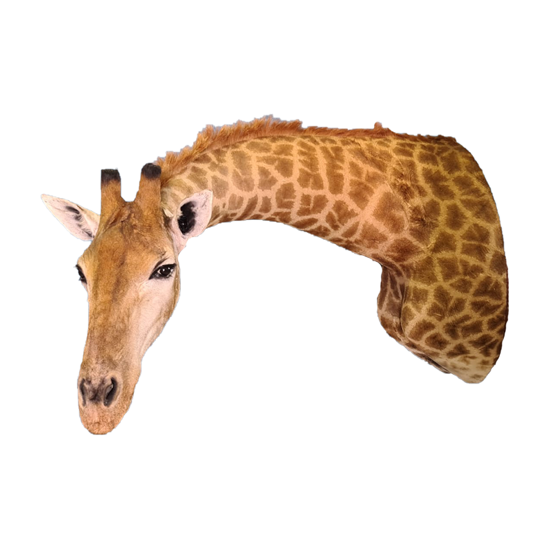 Giraffe Shoulder Mount - GSM100