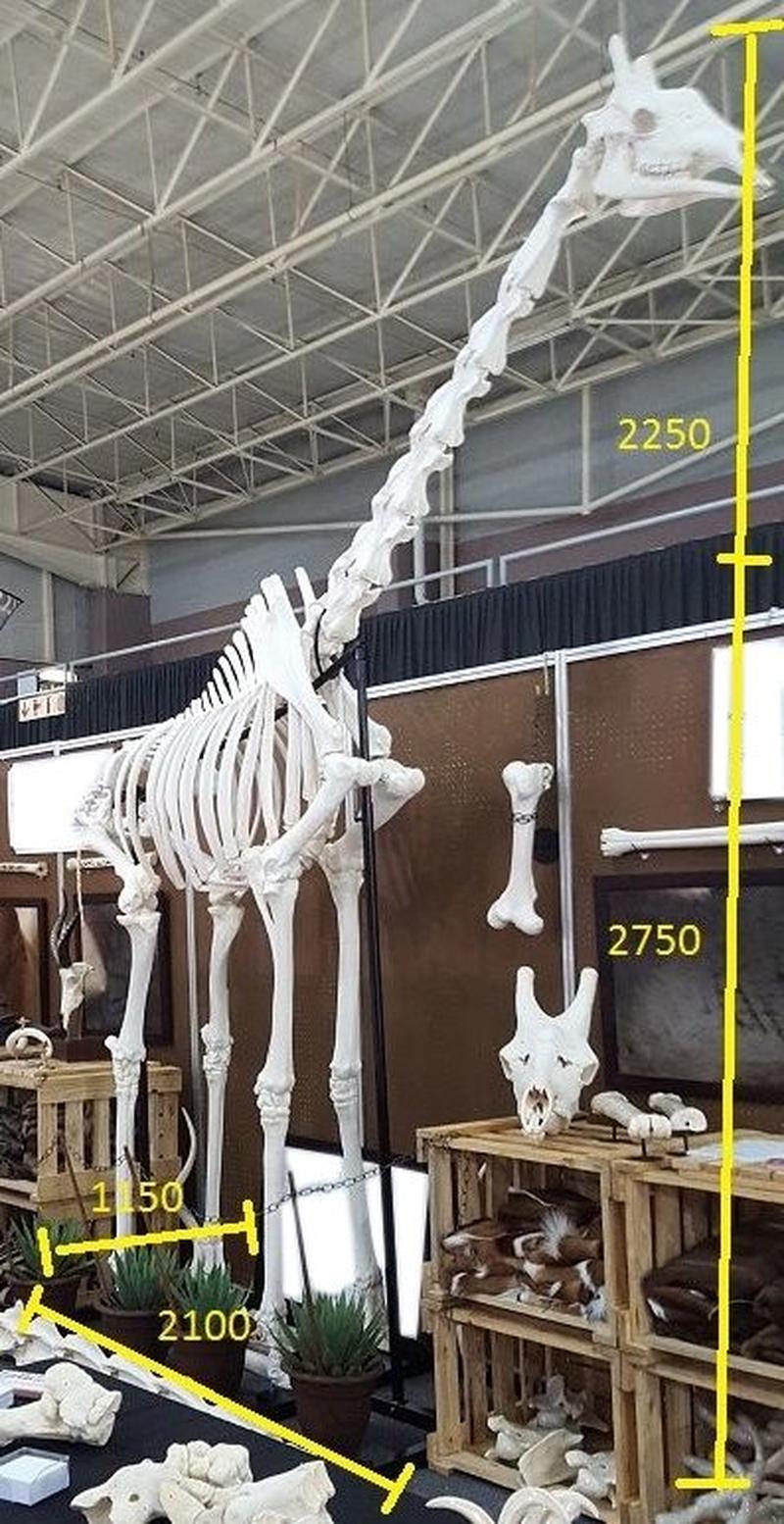 GIRAFFE SKELETON MOUNT - Image 2
