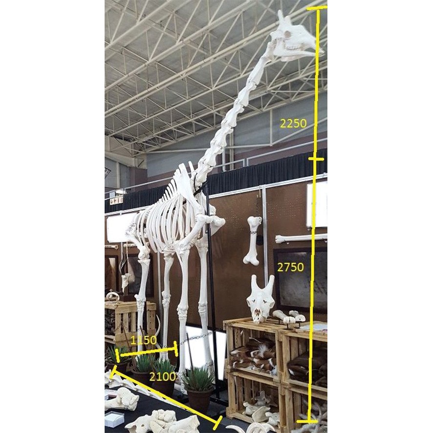 GIRAFFE SKELETON MOUNT