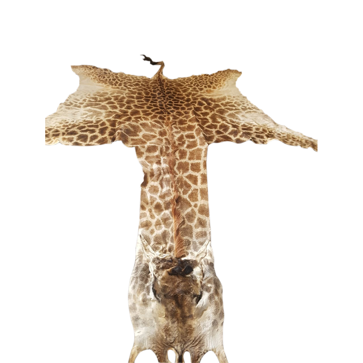 GIRAFFE SKINS GSY8 - Image 5