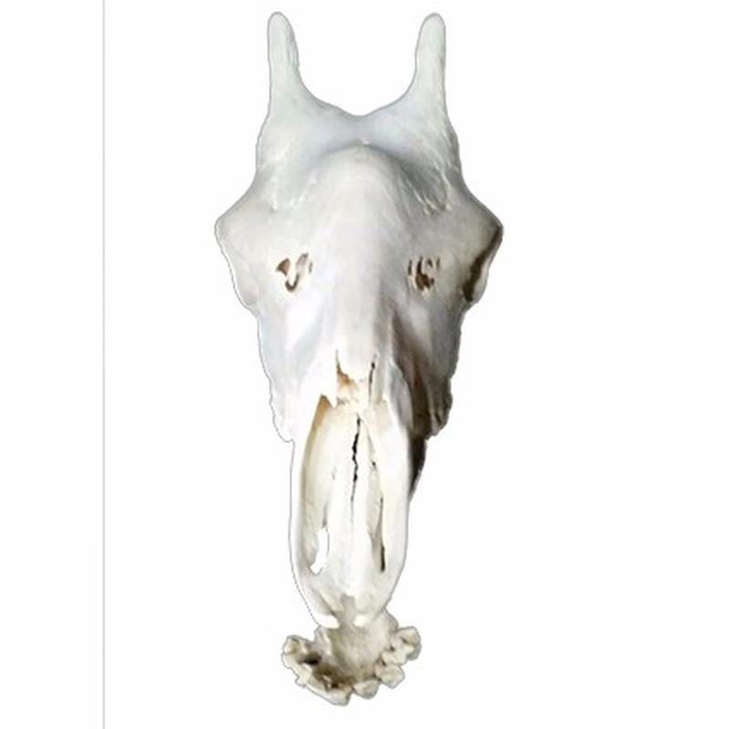 Giraffe Skull 10C - Image 2