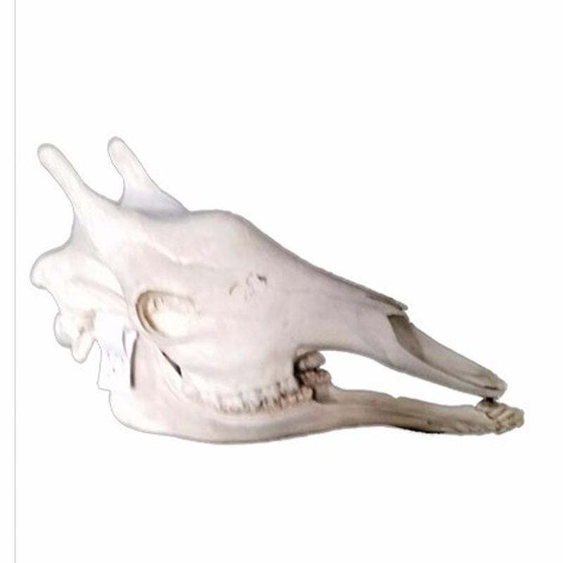 Giraffe Skull 10C - Image 3