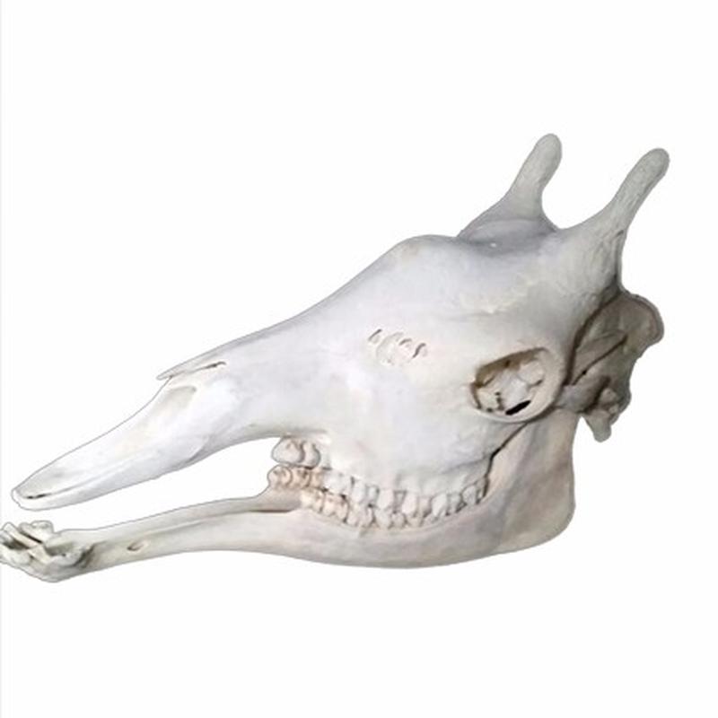 Giraffe Skull 10C - Image 4