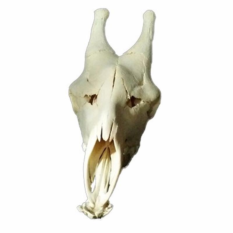 Giraffe Skull 14C - Image 2