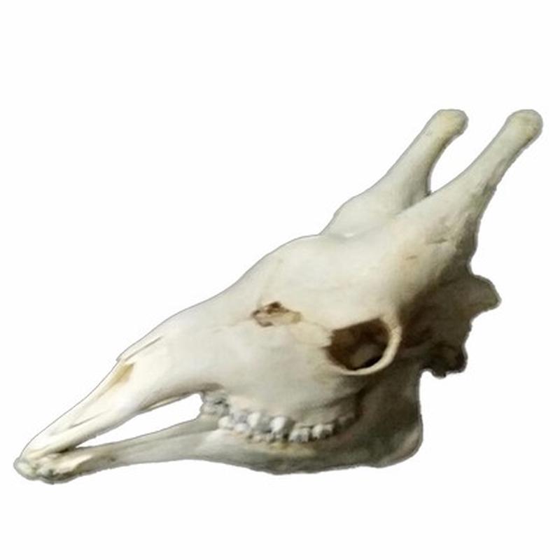 Giraffe Skull 14C - Image 3