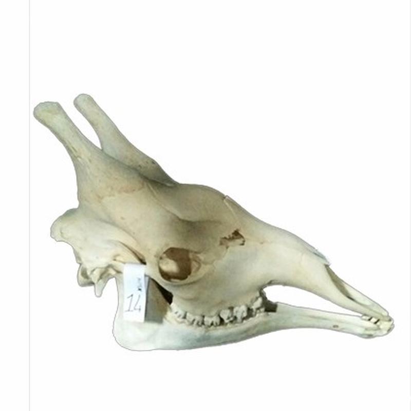 Giraffe Skull 14C - Image 4