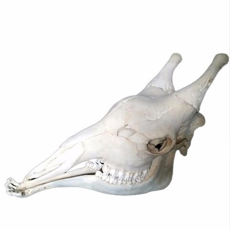Giraffe Skull 1C - Image 2