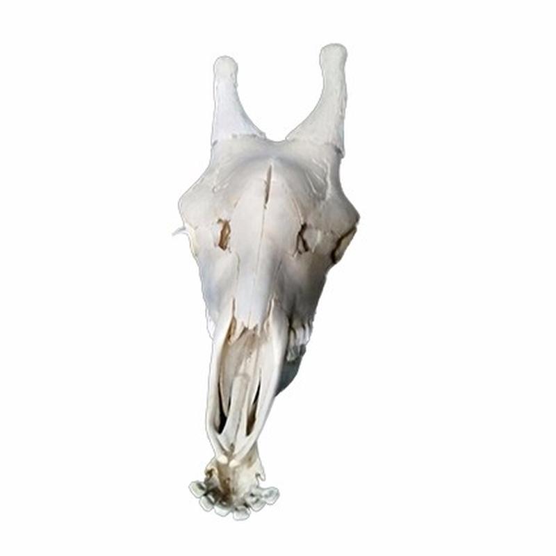 Giraffe Skull 1C - Image 4