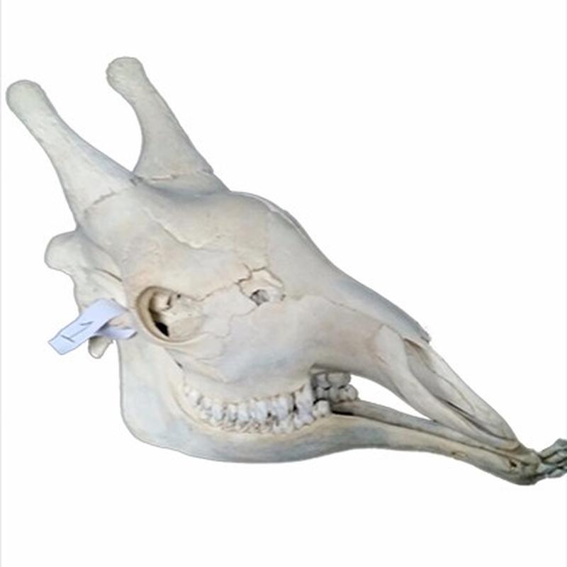 Giraffe Skull 1C