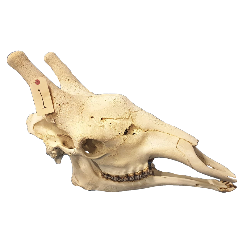 Giraffe Skull - GS98 - Image 2