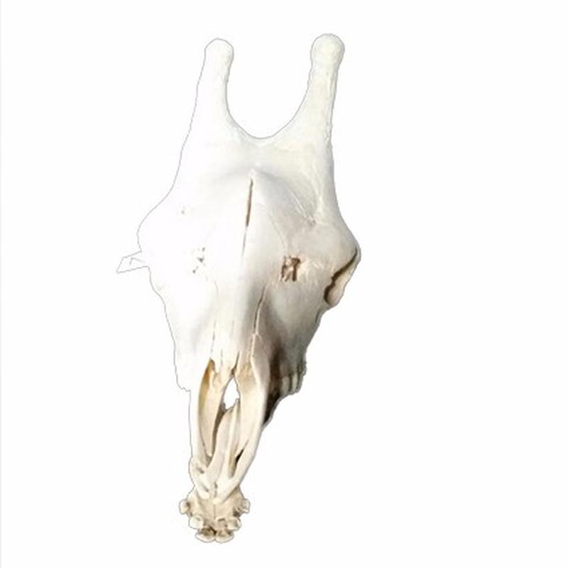 Giraffe Skull 2 C - Image 2