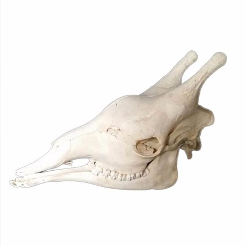 Giraffe Skull 2 C - Image 3