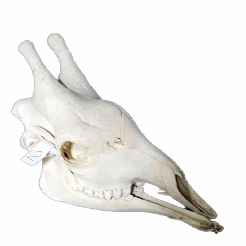 Giraffe Skull 2 C - Image 4