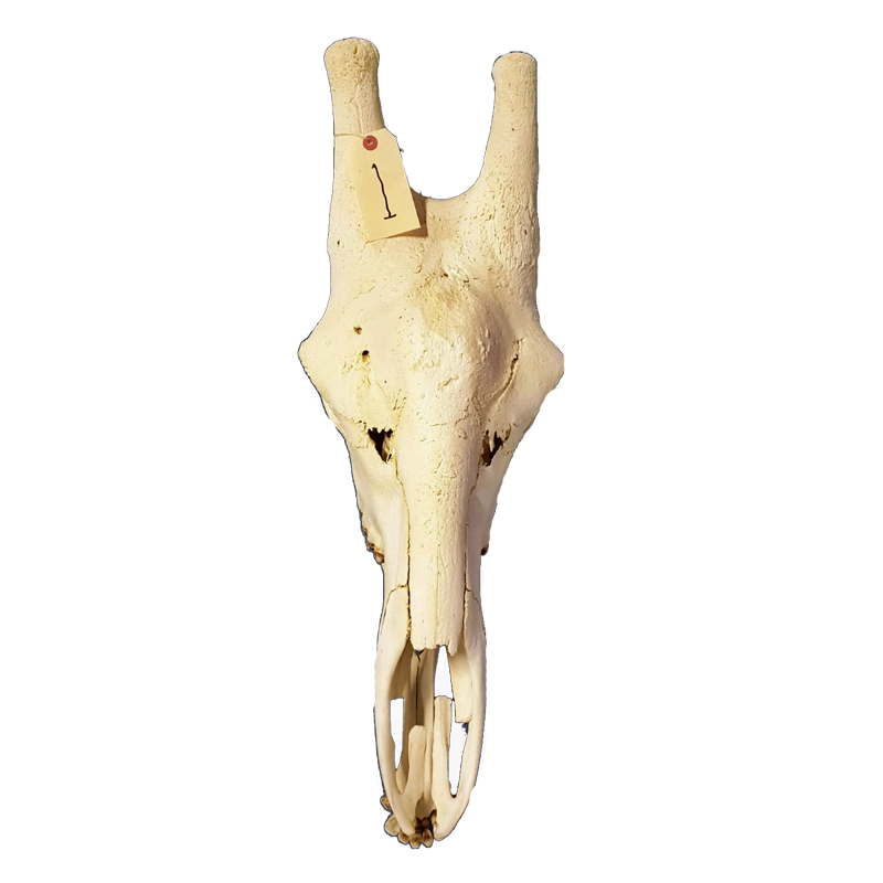 Giraffe Skull - GS98 - Image 3