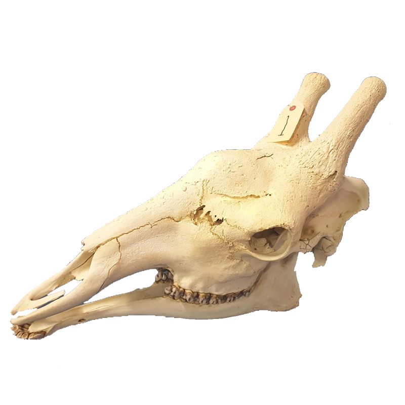 Giraffe Skull - GS98 - Image 4