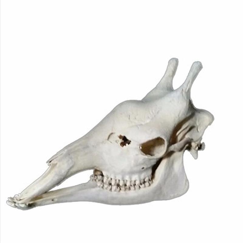 Giraffe Skull 4C - Image 3