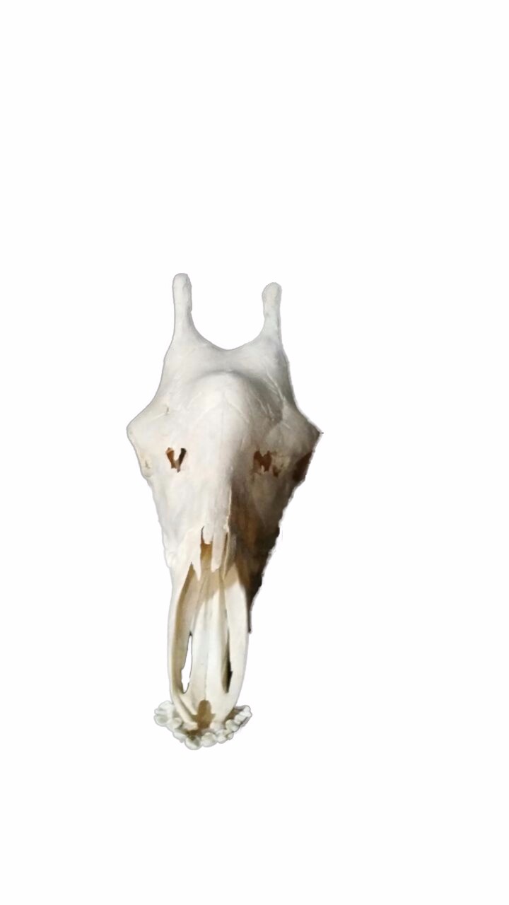 Giraffe Skull 4C - Image 4