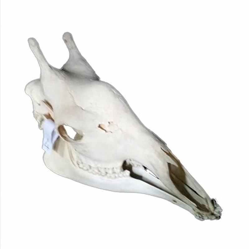 Giraffe Skull 4C