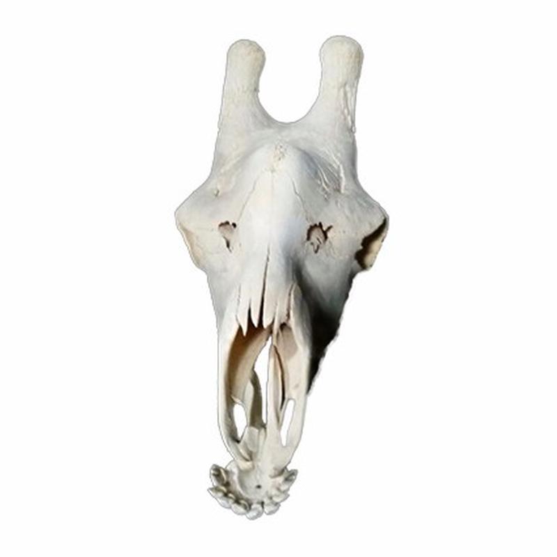 Giraffe Skull 5C - Image 2