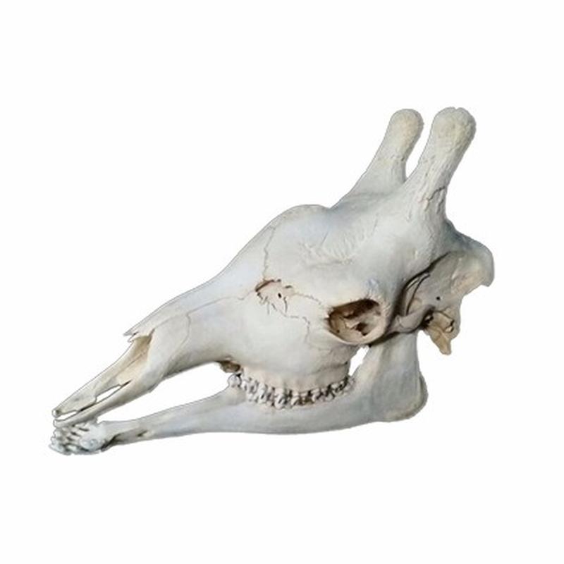 Giraffe Skull 5C - Image 3