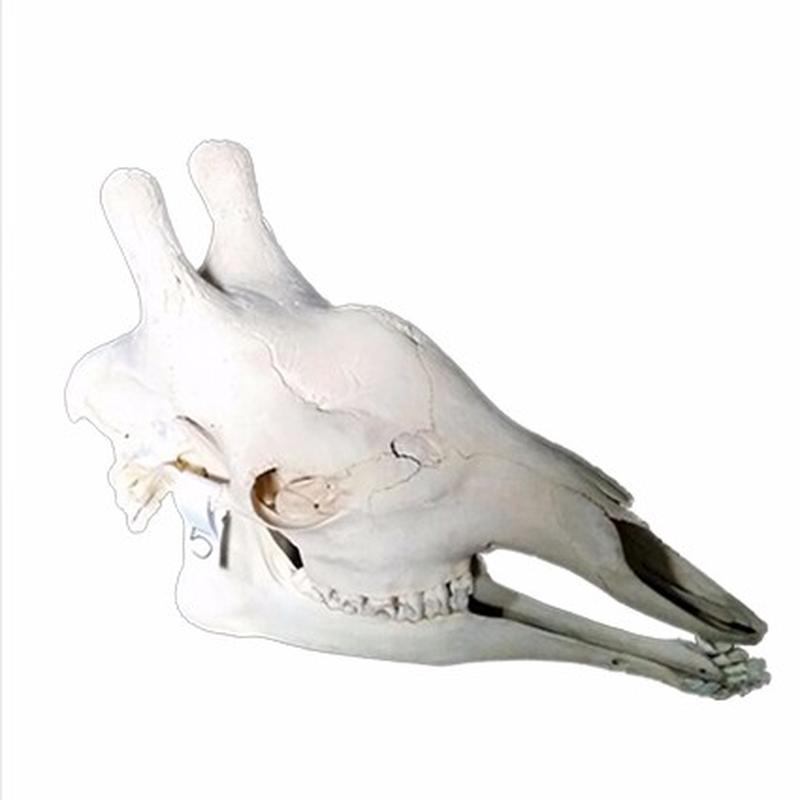 Giraffe Skull 5C - Image 4