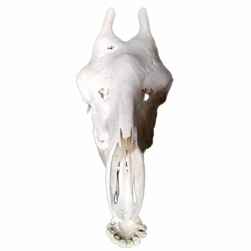 Giraffe Skull 6C - Image 3