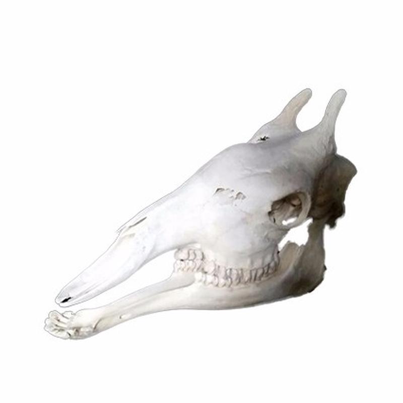 Giraffe Skull 6C - Image 4