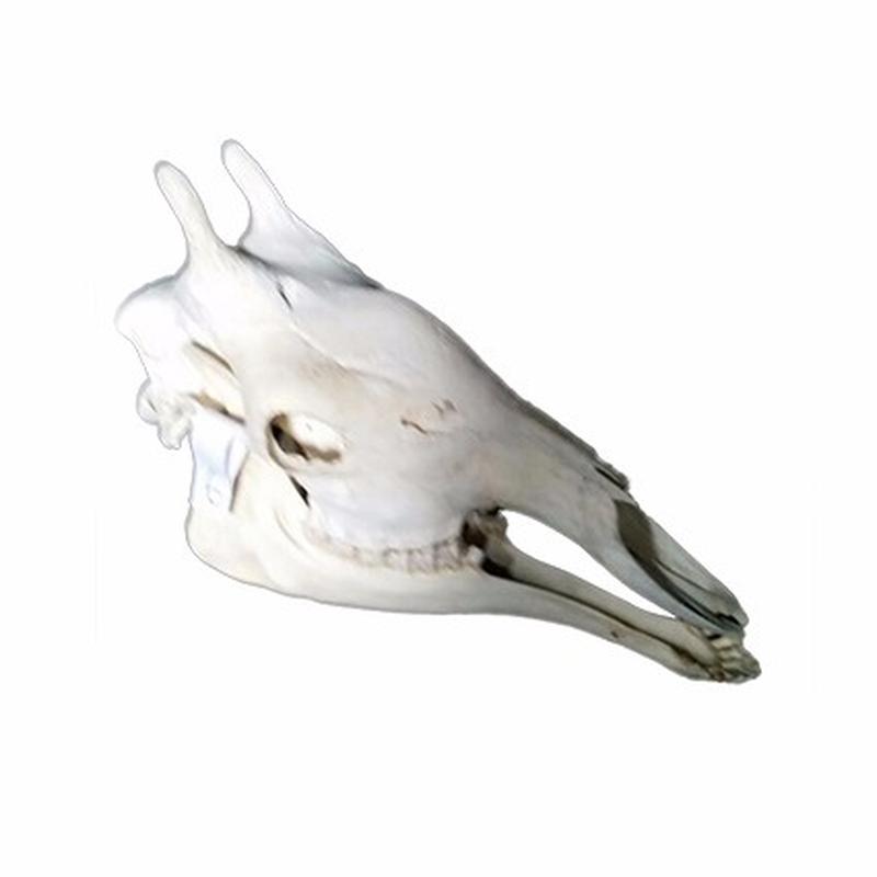 Giraffe Skull 6C