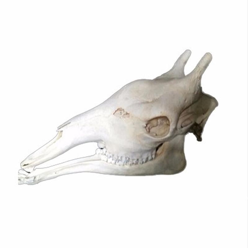 Giraffe Skull 7C - Image 3