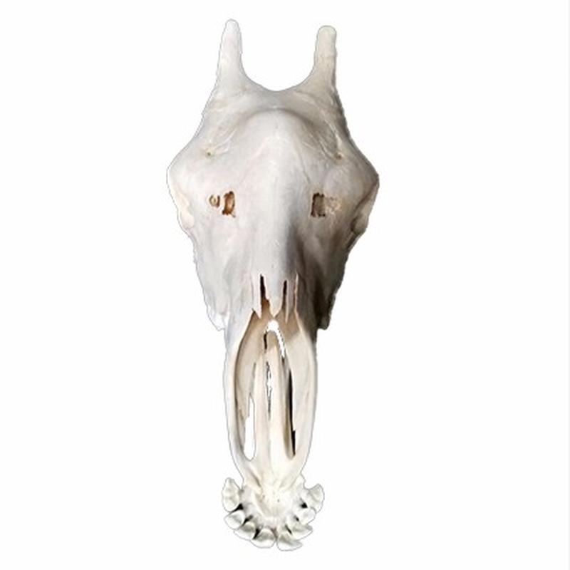 Giraffe Skull 7C - Image 4