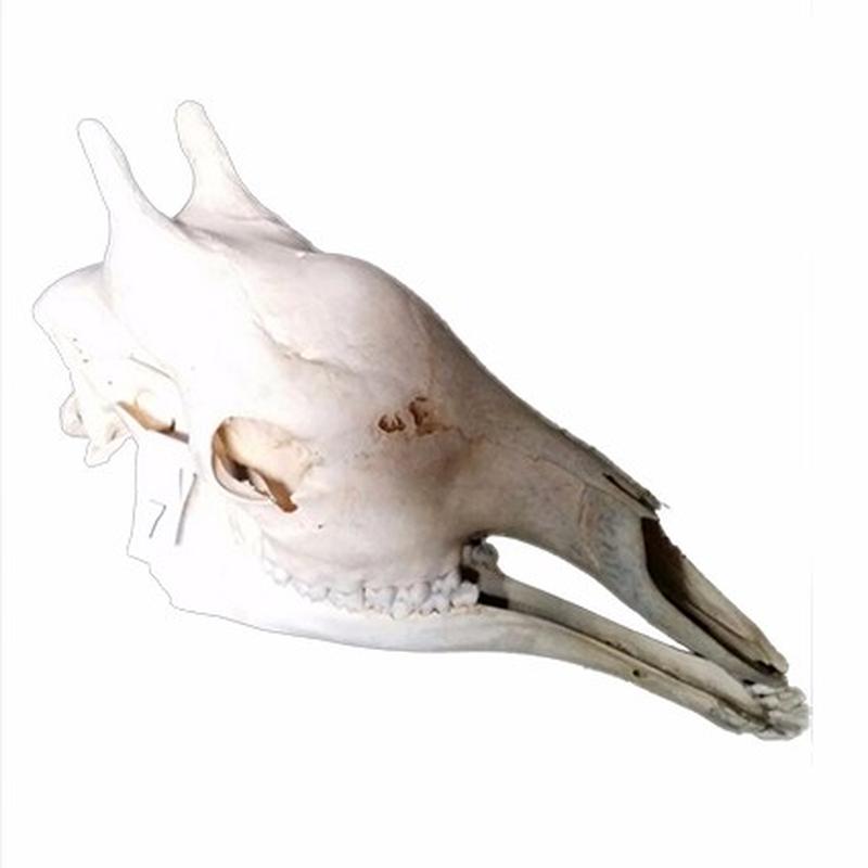 Giraffe Skull 7C