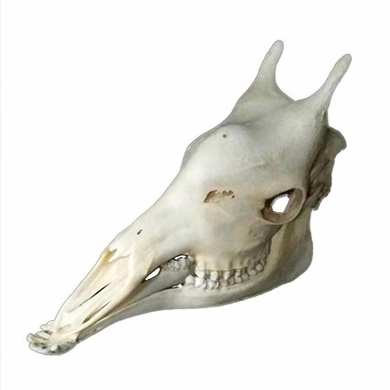 Giraffe Skull 8C - Image 2