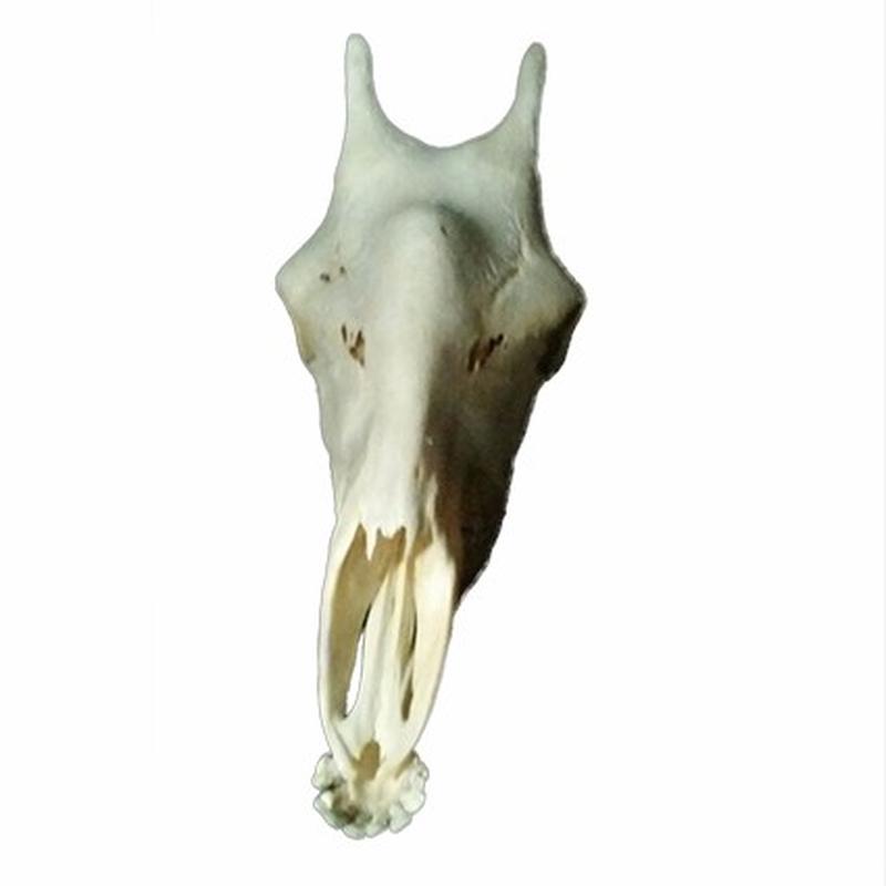 Giraffe Skull 8C - Image 4