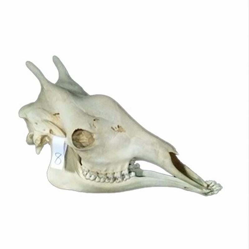 Giraffe Skull 8C