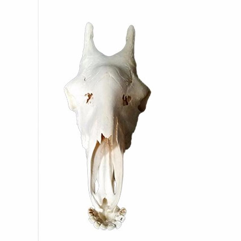 Giraffe Skull 9C - Image 2