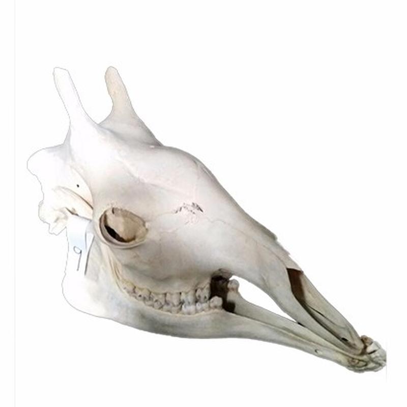 Giraffe Skull 9C - Image 3