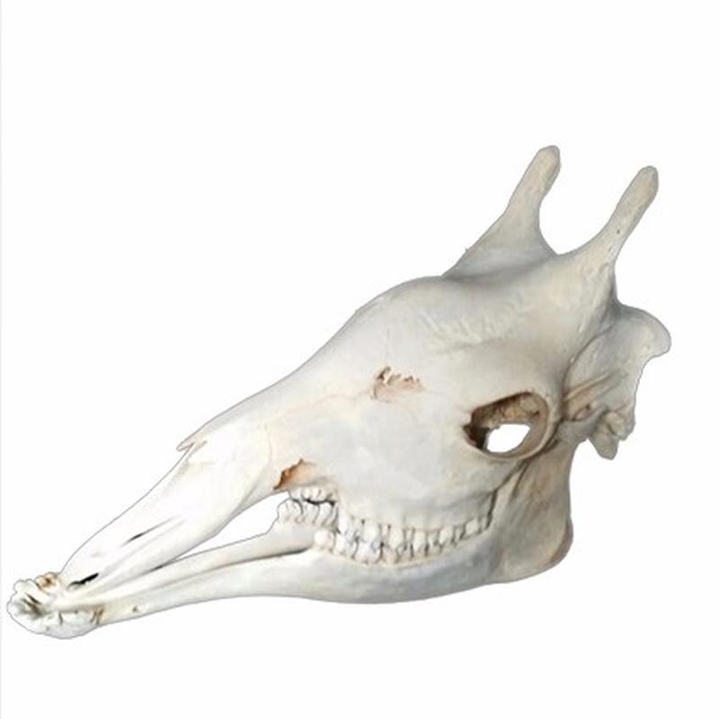 Giraffe Skull 9C - Image 4