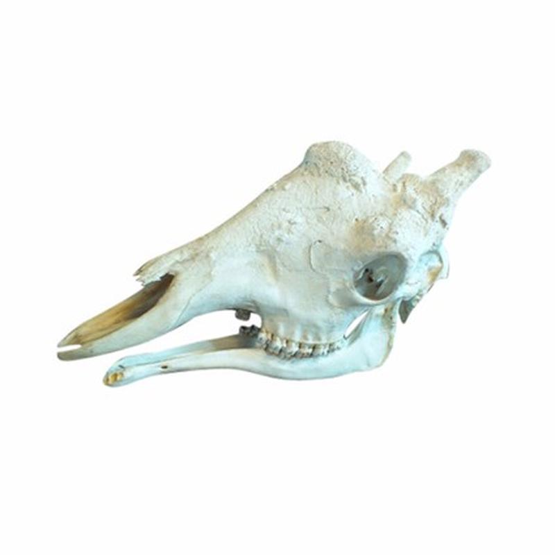 Giraffe Skull A