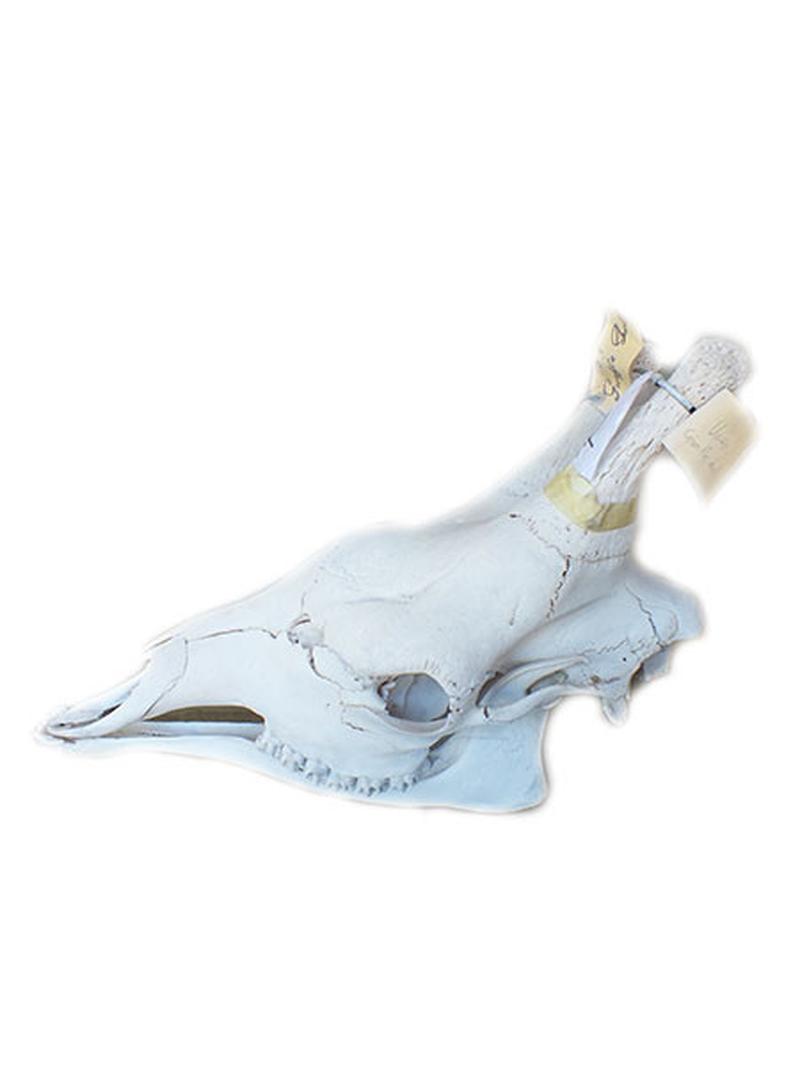 Giraffe Skull C - Image 2