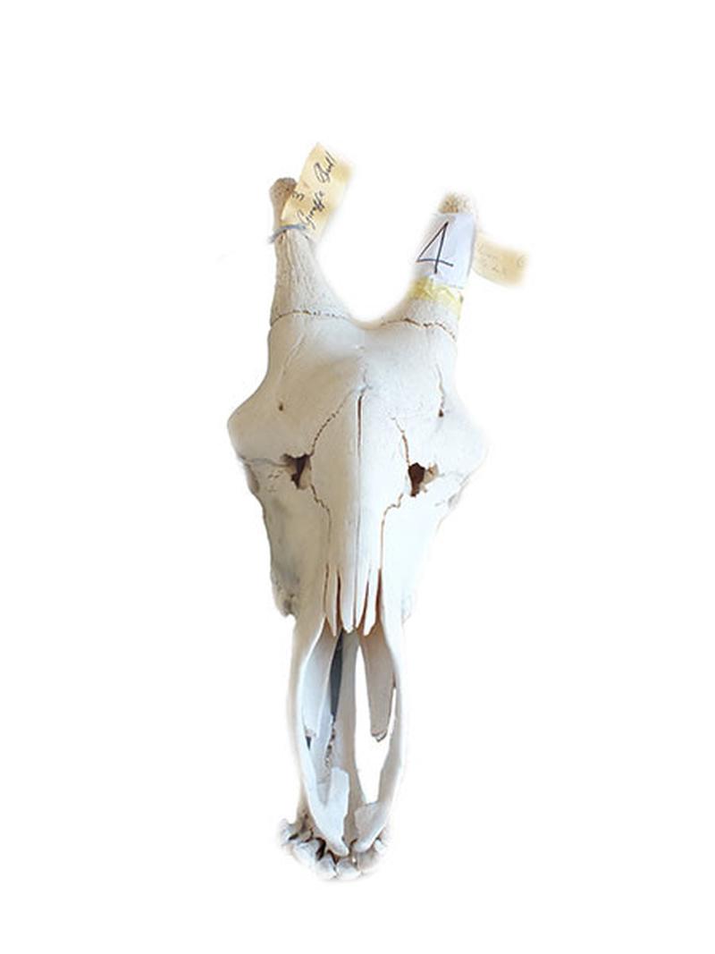 Giraffe Skull C - Image 3