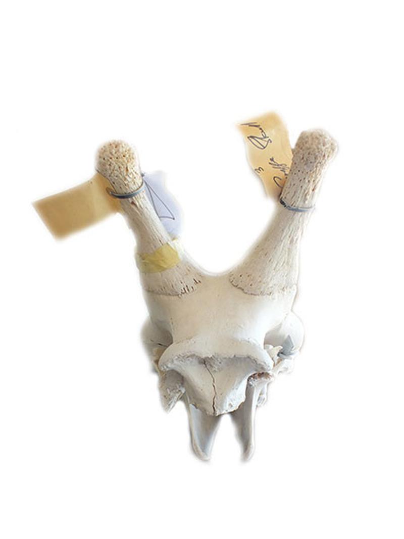 Giraffe Skull C - Image 4