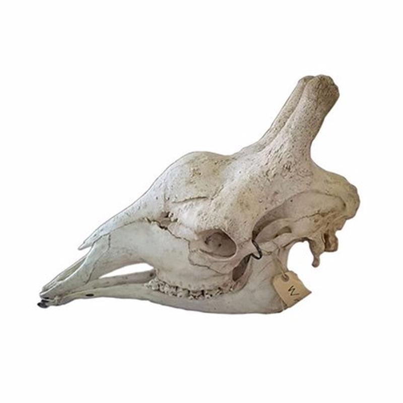 Giraffe Skull C