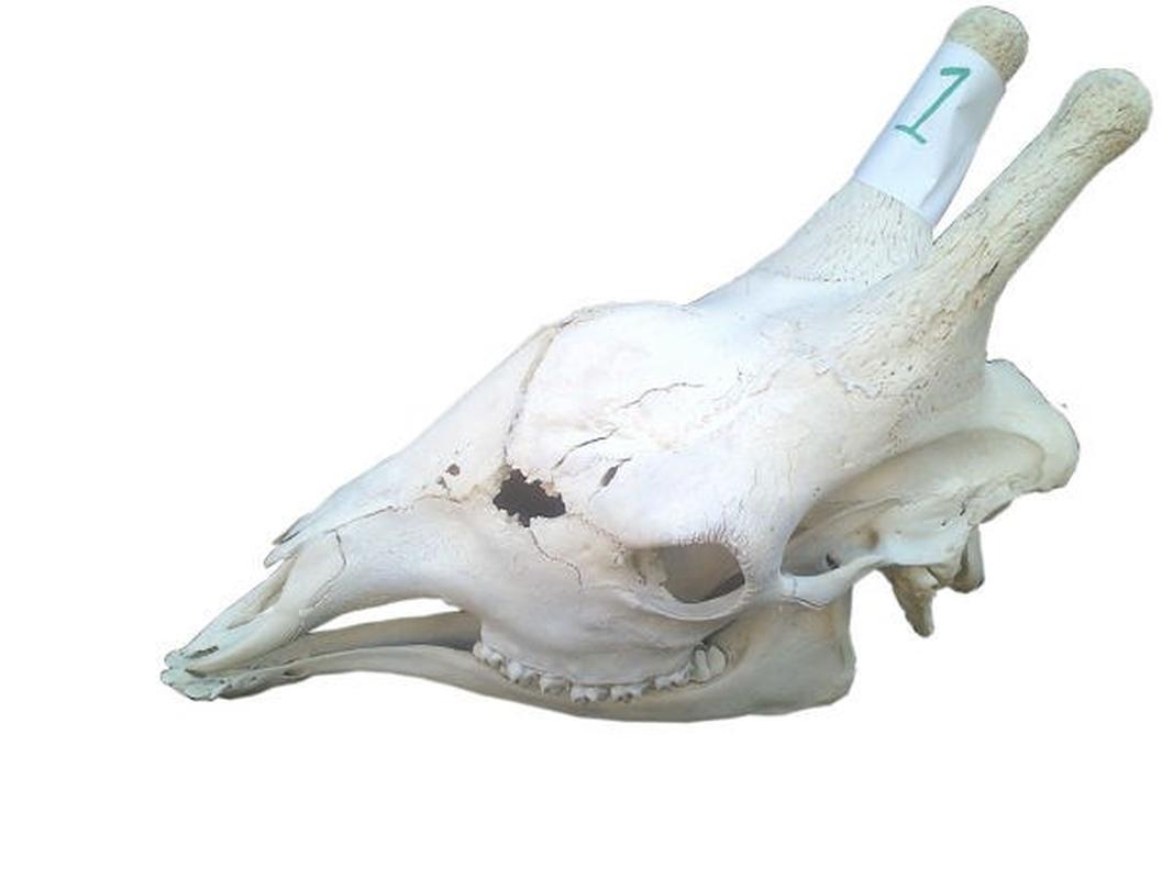 Giraffe Skull For Sale 01 - Image 2