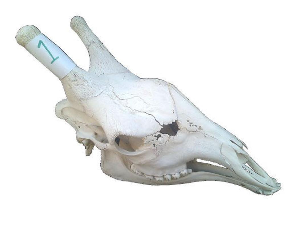Giraffe Skull For Sale 01 - Image 3