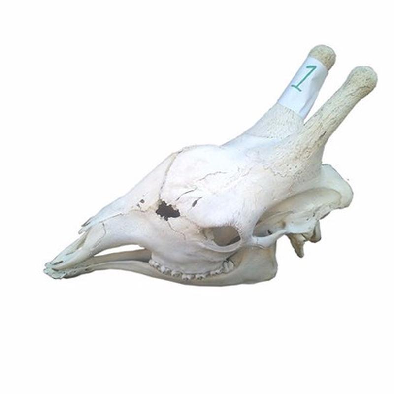 Giraffe Skull For Sale 01